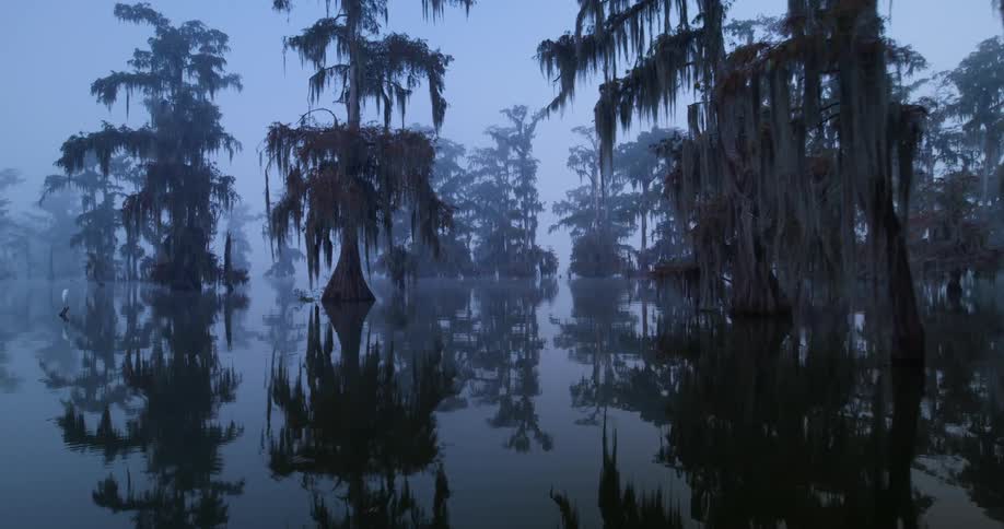 Mosscovered trees reflect in misty swamp