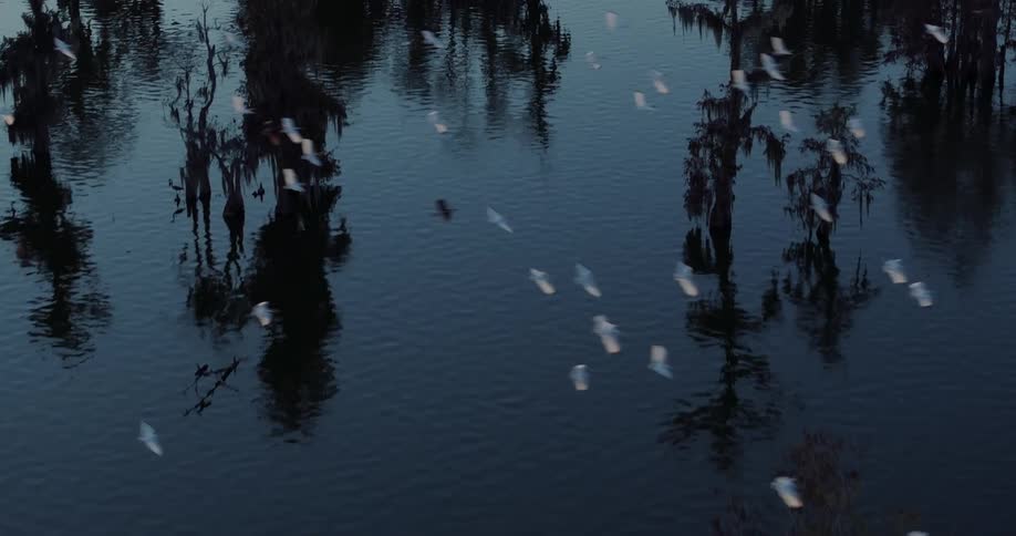 White birds fly over a flooded area with trees reflected in the water