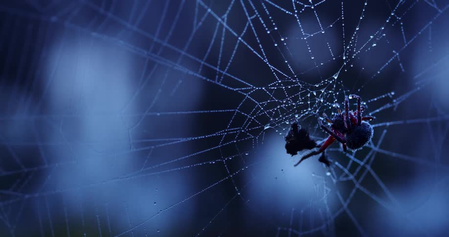Spider clings to a web capturing an insect among strands covered with droplets