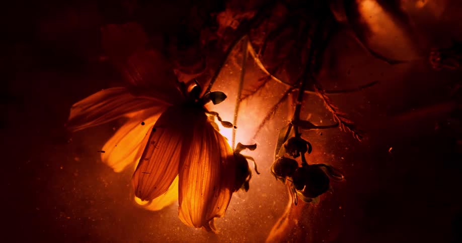 A close view of yellow flowers submerged in dark water with small particles floating around as a warm light glows from behind the petals