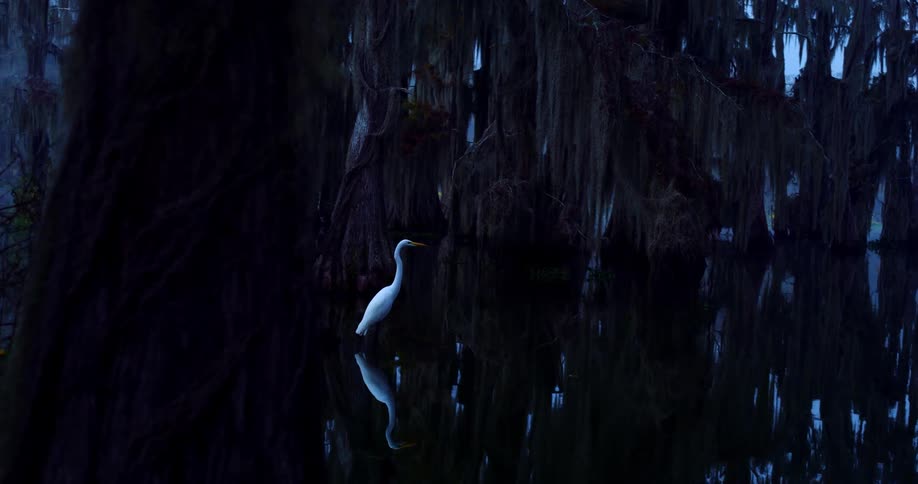 A white crane glides over a misty swamp with mossy trees and yellow wildflowers