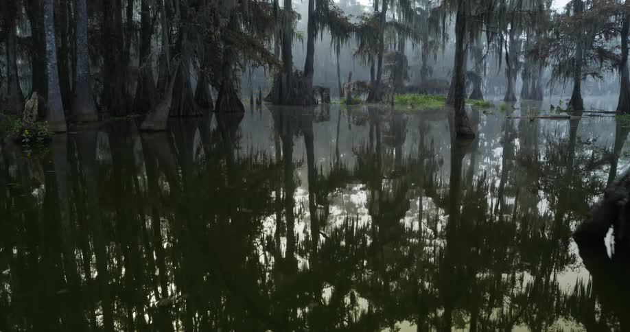 Flooded forest area outdoors during dusk or dawn