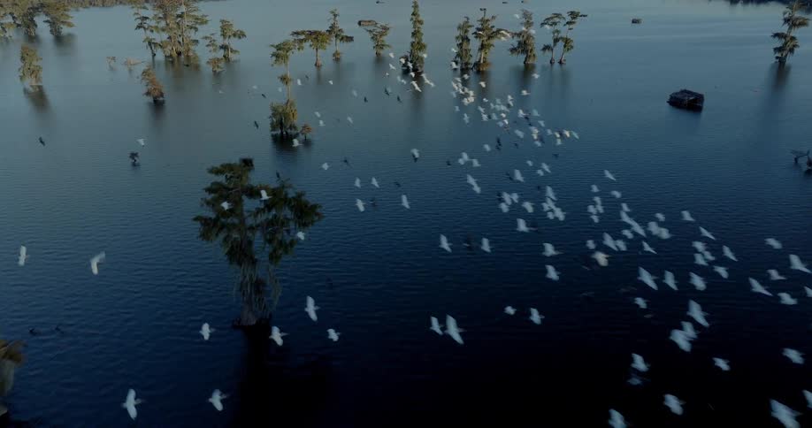 A highangle view shows a large flock of white birds taking flight and gliding over a dark calm swamp filled with many cypress trees