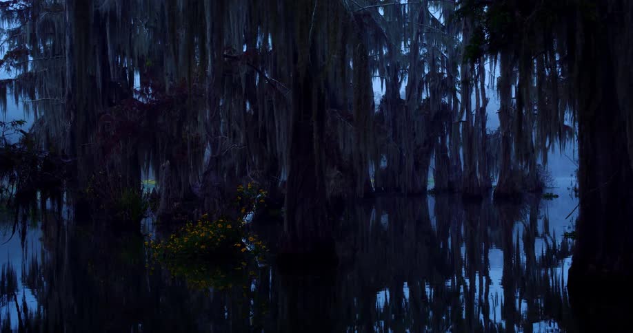 A seabird in a swamp surrounded by trees at sunrise