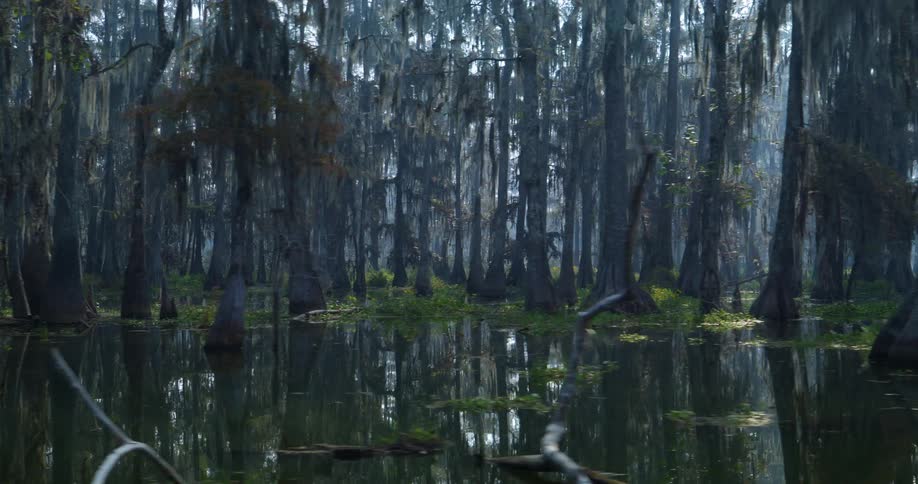 The camera is moving through the swamp right above the water level and looking out over the tree trunks and the fog in the distance