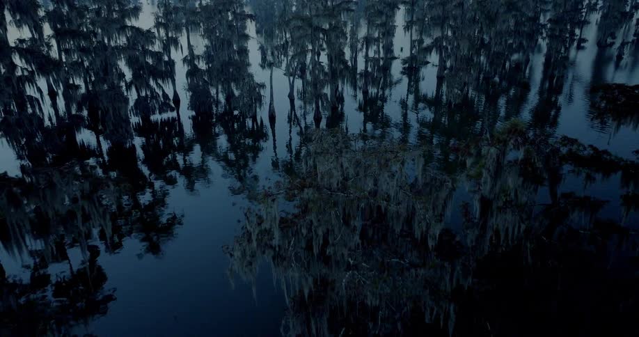 A wild swamp filled with trees at sunrise