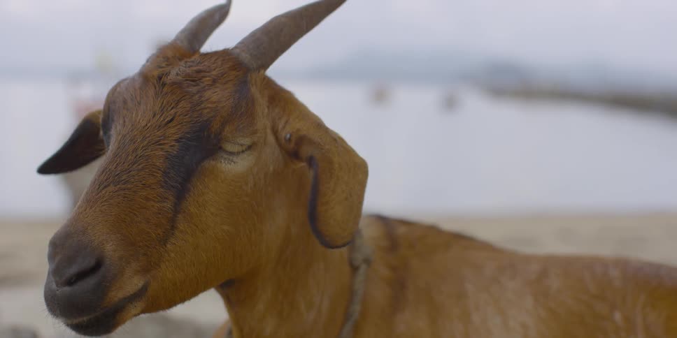 A goat standing on a beach with a boat in the water behind it