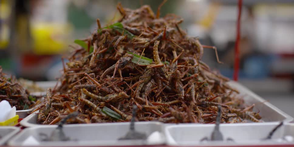 Insects are piled in a tray