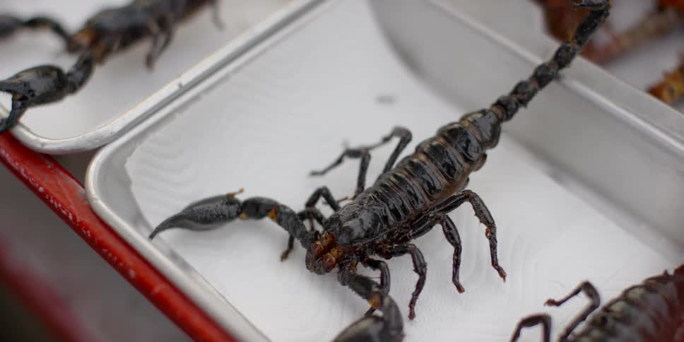 Scorpions in trays stacked on racks