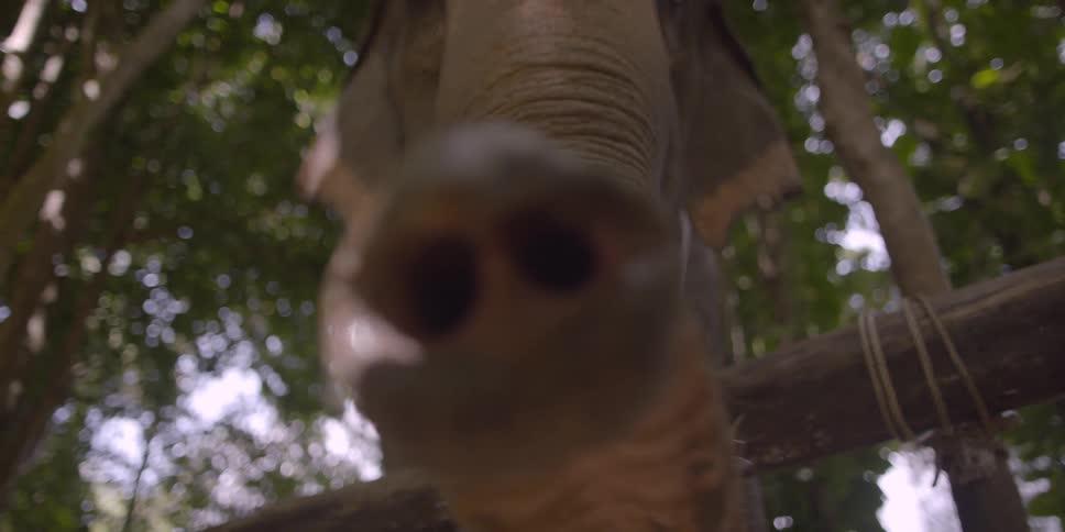 An elephant lifts its trunk