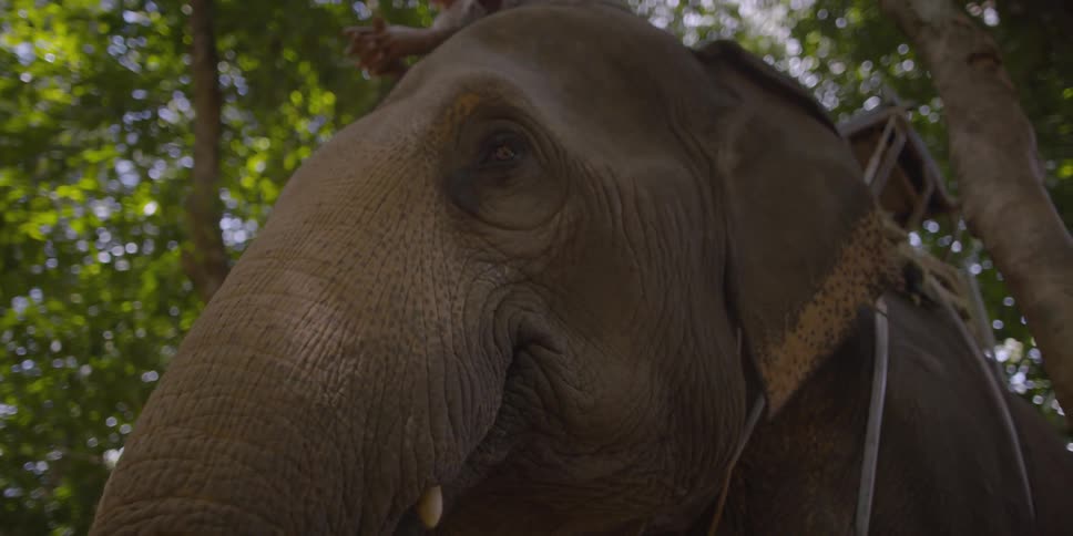 Person on top of large elephant that is standing and flapping its ears