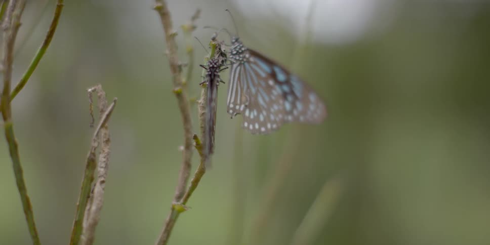 Butterfly perched on a twig