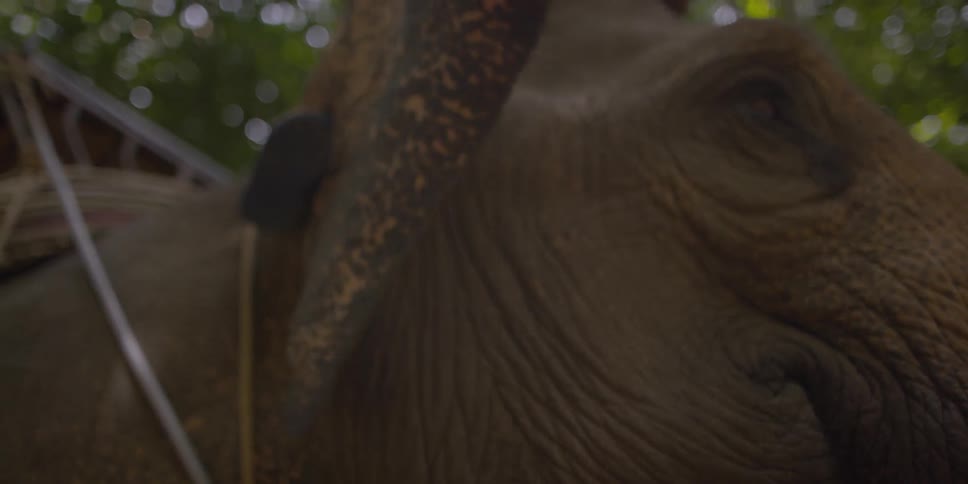 Close up of an elephant's eye and ear