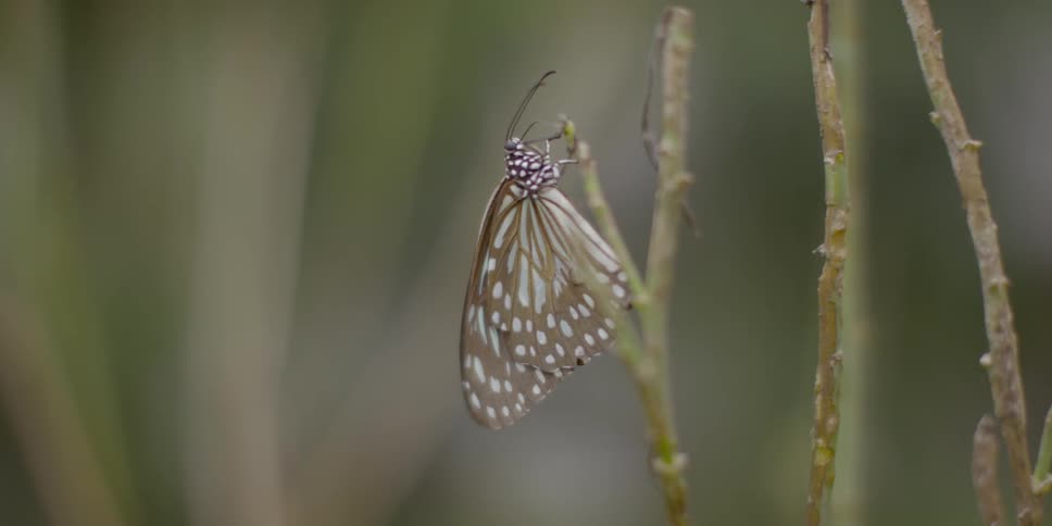 Butterfly perched on a twig