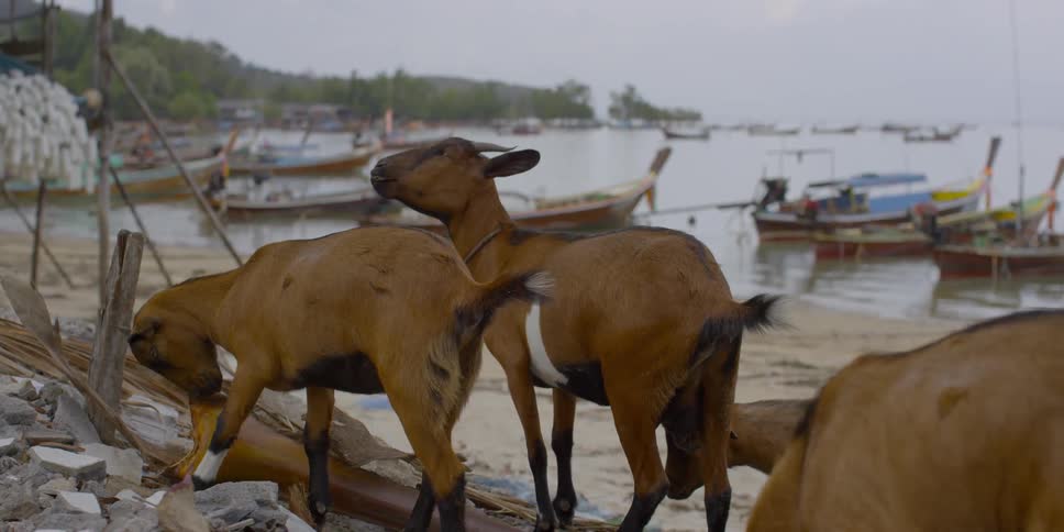 Several goats stand on rocks on a beach