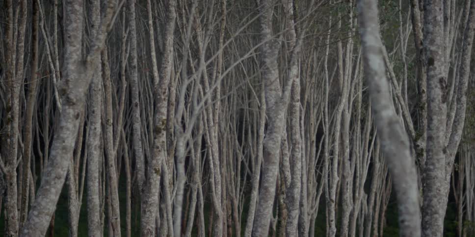 View of a large clump of tree trunks and branches