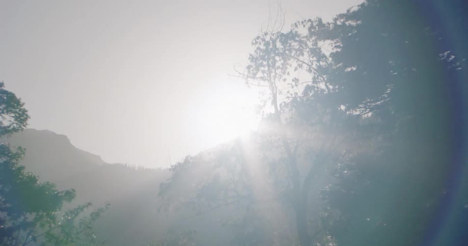 Trees blowing in a forest on a windy day