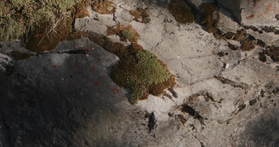 A view of some trees in a rocky forest area
