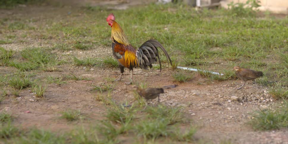 A rooster walks along the grass