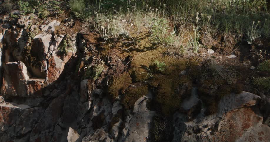 Low vegetation and moss on reddish rocks in forested area