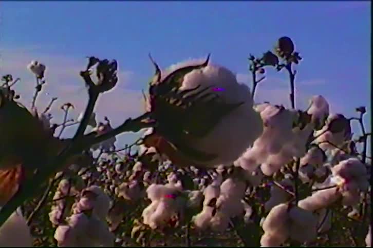 Cotton blooming on a plantation outdoors during dusk or dawn