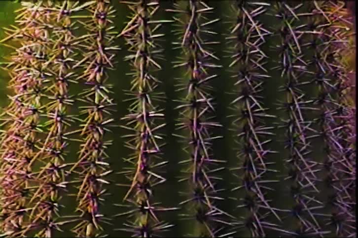The spiny trunk of a saguaro cactus rises to its sunlit crown against a desert backdrop