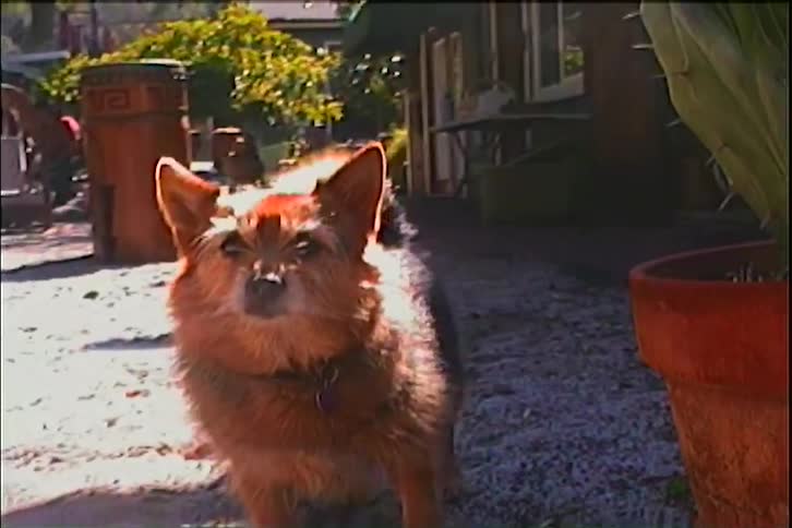 In a grainy vintagestyle shot a small brown dog with perky ears stands on a gravel patio next to a large potted cactus the dog shakes its head and body vigorously causing its fur and tail to blur against the sunny outdoor backdrop