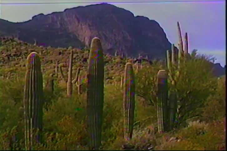 Several large saguaro cacti stand in the foreground of a desert landscape during the day behind the desert vegetation a large dark mountain rises under a clear sky