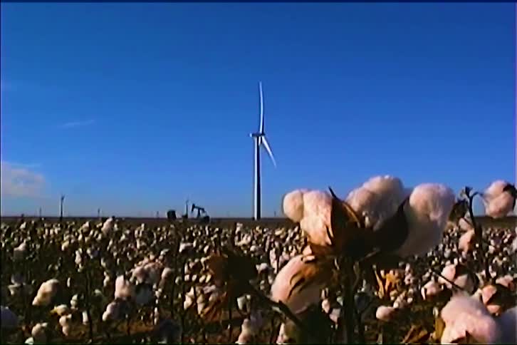 Mature cotton plants grow around a pumpjack and a wind turbine on a sunny summer day