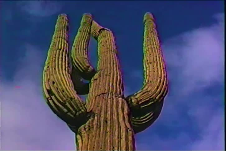 Tall cactus with multiple arms rises against a blue sky with horizontal visual distortions along the lower part of the frame