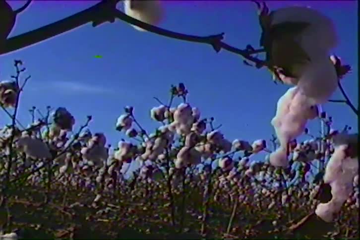 The video shows a cotton field filled with mature plants under a bright blue sky the footage has a vintage lowresolution aesthetic that features noticeable film grain and saturated colors