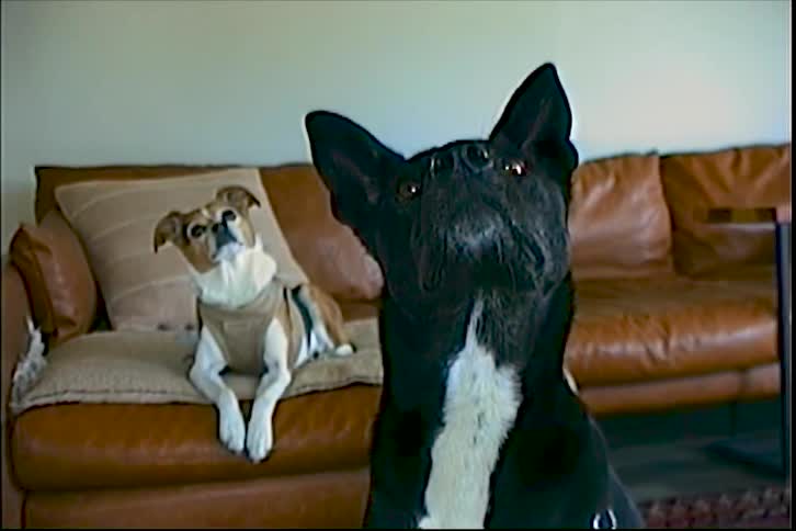 Two dogs indoors one in the foreground and another lying on a leather couch in the background