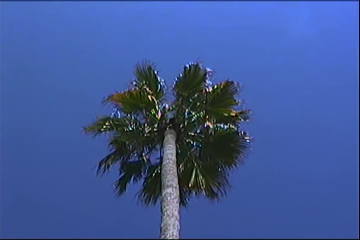 Tropical palm tree against a blue sky