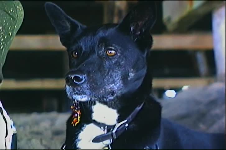 A black dog with a white patch on its chest looks around attentively while sitting under a structure the footage has a vintage grainy aesthetic with a watermark overlaying the center of the frame