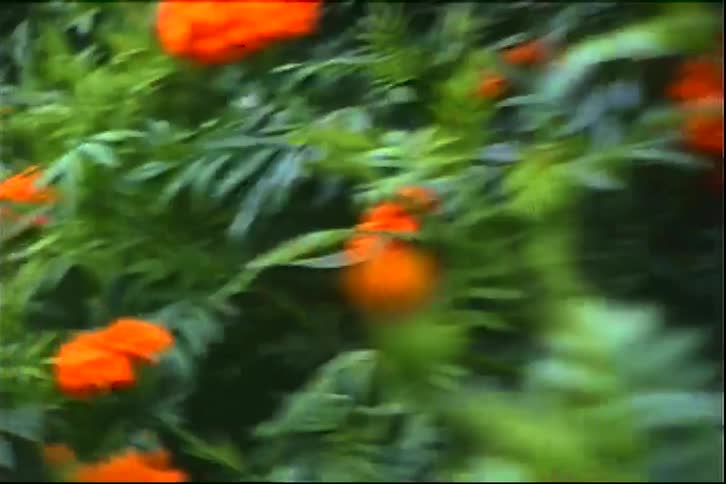 Many plants with orange flowers are outdoors under a blue sky