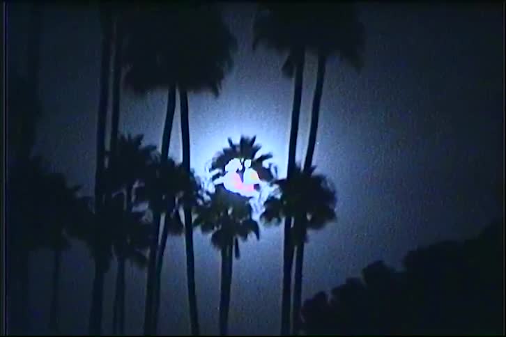 Tall palm trees silhouetted against a full moon with streetlevel urban lighting