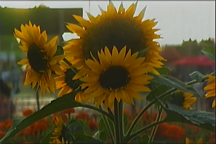 Yellow sunflowers bloom with open petals in an outdoor setting