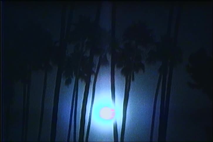 Palm tree trunks silhouetted with a bright moon in the background at night
