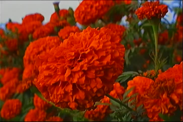 Orange marigold flowers appear in the foreground of a garden with green foliage in the background
