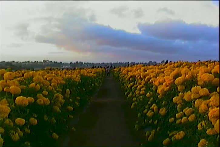 Central path crosses a field of yellow flowers under a cloudy evening sky