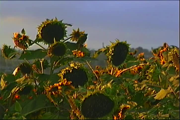 Field of mature sunflowers under golden morning light with trees in the background