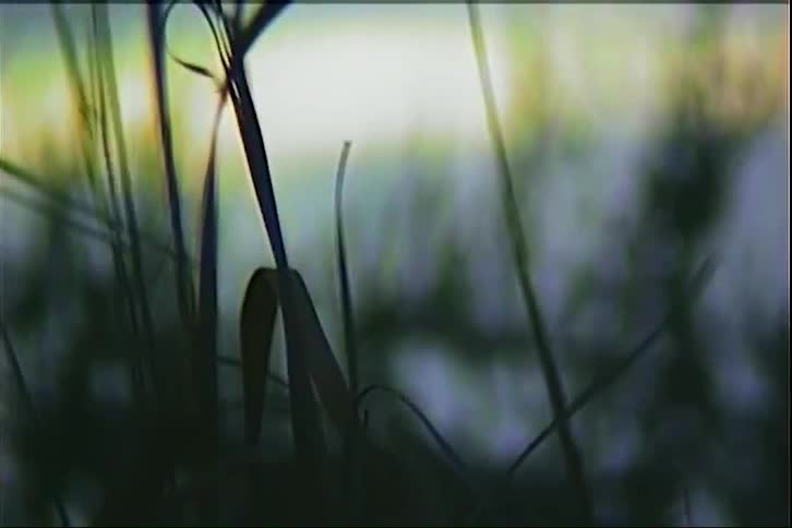 Tall greenish grass with a blurred background