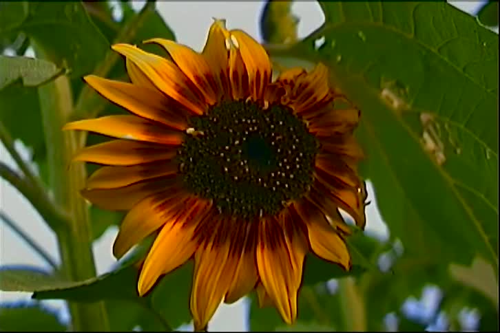A sunflower is shown on a stalk outside