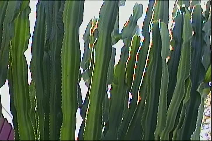 The video features a closeup panning shot of a tall multiribbed green cactus that resembles a candelabra tree or euphorbia ingens the footage is styled with a vintage vhs aesthetic including visible scan lines color bleeding and a slight grain thr