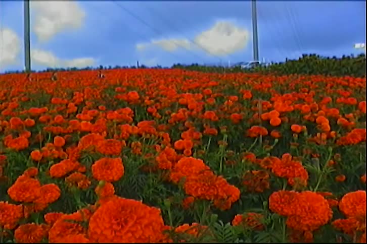 A vast vibrant field of orange marigolds blooms under a bright blue sky