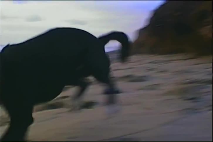 Black dog runs joyfully on sand before reddish cliff under clear sky