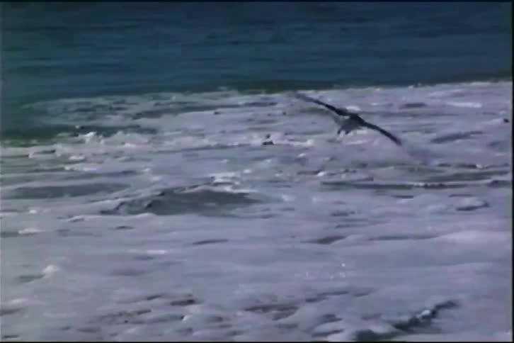 Bird glides above foamy waves in tranquil coastal scene