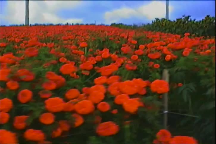 A farmland filled with red rose plants at sundown with power lines crossing the field