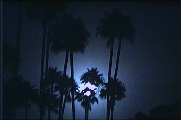 A row of tall palm trees rises into the night sky their silhouettes blocking the moonlight