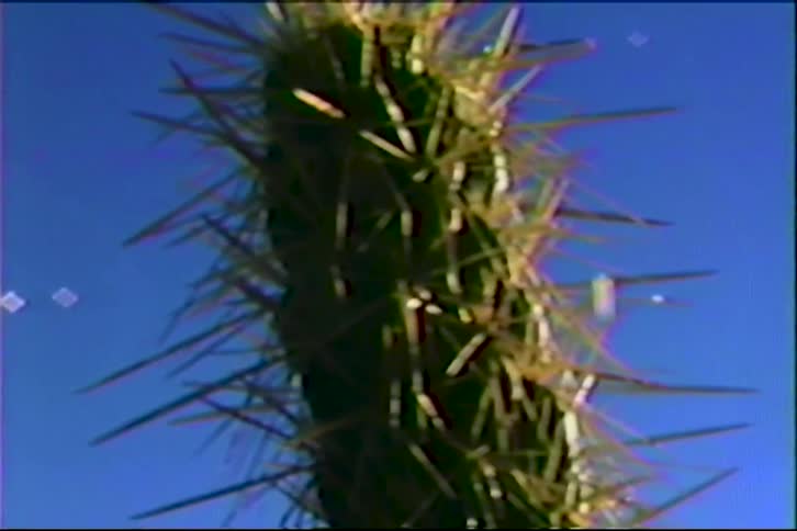 A tall cactus trunk bristling with long sharp spines its green surface catching the sunlight against a clear vivid blue sky